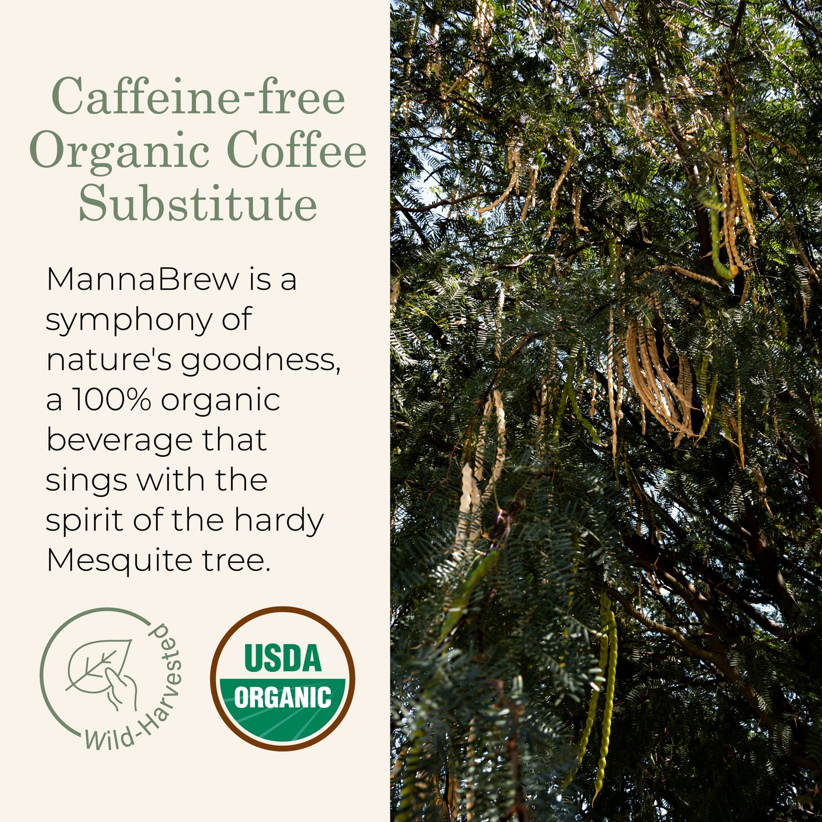 MannaBrew caffeine-free organic coffee substitute with Mesquite tree imagery and USDA Organic label.